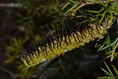 Grevillea armigera, photographed by T. Hammer