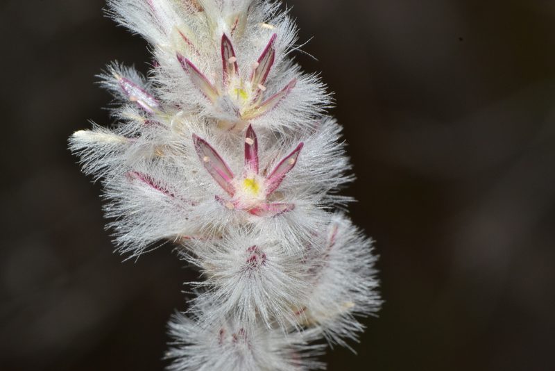 Ptilotus pyramidatus, photographed by T. Hammer