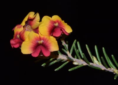 Dillwynia laxiflora, photographed by T. Hammer