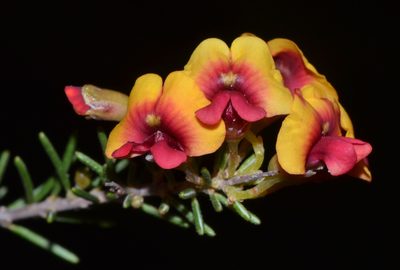 Dillwynia laxiflora, photographed by T. Hammer
