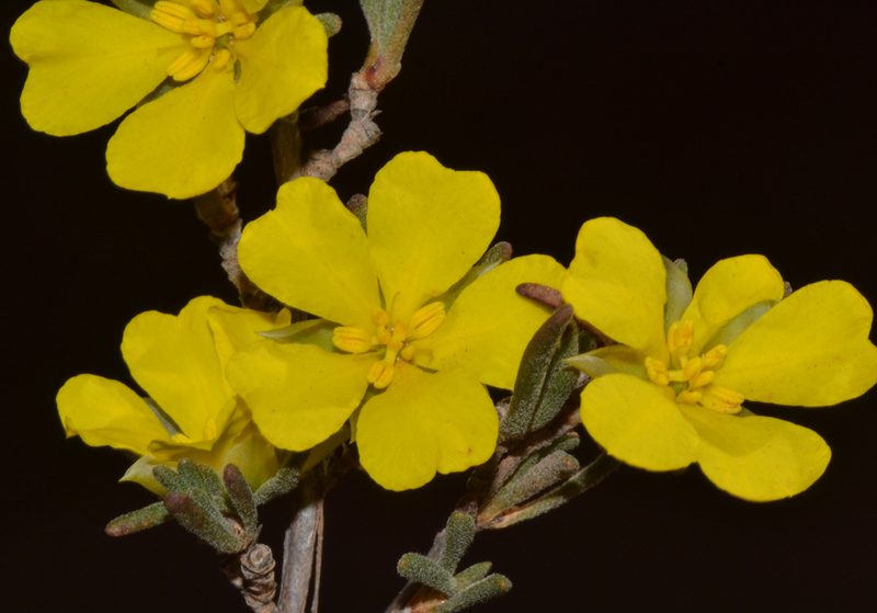 Hibbertia priceana, photographed by T. Hammer