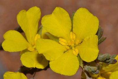 Hibbertia priceana, photographed by T. Hammer