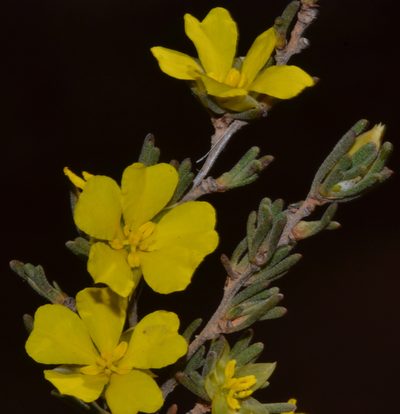 Hibbertia priceana, photographed by T. Hammer