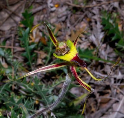 Caladenia integra, photographed by T. Hammer