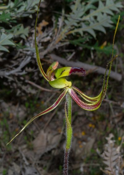 Caladenia integra, photographed by T. Hammer