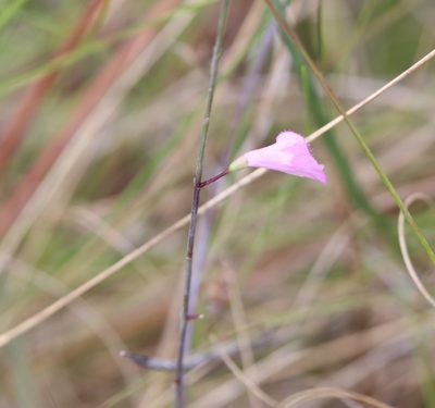Agalinis filicaulis