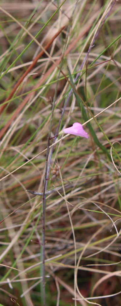 Agalinis filicaulis, photographed by Lauren McLaurin