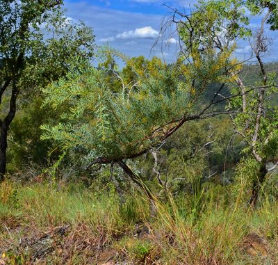 Acacia decora, photographed by Nick Swanson
