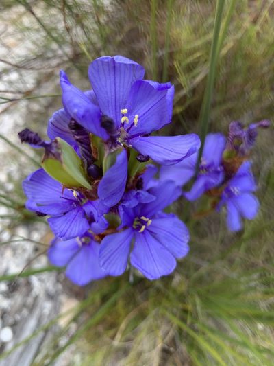 Aristea juncifolia, photographed by Matthew Fainman
