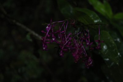 Epidendrum arnoldii, photographed by Andrés Ramírez-Barrera