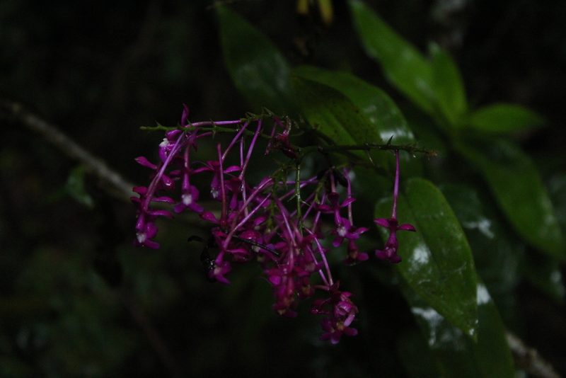 Epidendrum arnoldii, photographed by Andrés Ramírez-Barrera