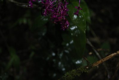 Epidendrum arnoldii, photographed by Andrés Ramírez-Barrera