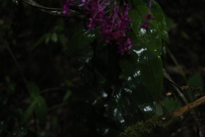 Epidendrum arnoldii, photographed by Andrés Ramírez-Barrera