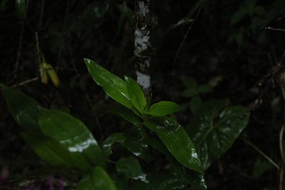 Epidendrum arnoldii, photographed by Andrés Ramírez-Barrera