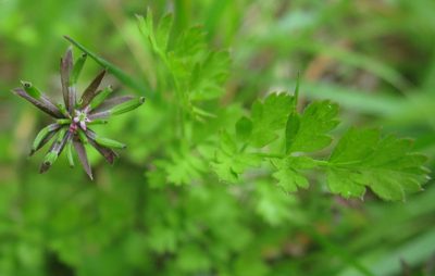 Chaerophyllum ramosum, photographed by Alice Shanks