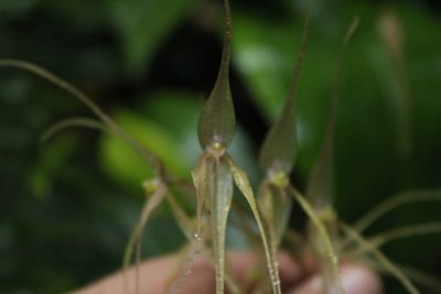 Pleurothallis phalangifera, photographed by Andrés Ramírez-Barrera