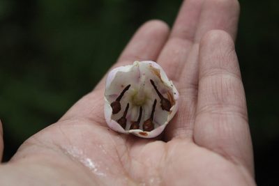 Axinaea macrophylla, photographed by Andrés Ramírez-Barrera