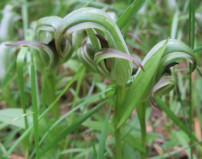 Pterostylis areolata, photographed by Alice Shanks
