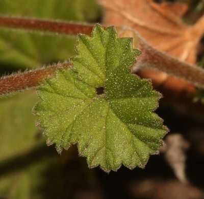 Pelargonium sessiliflorum, photographed by Brian du Preez