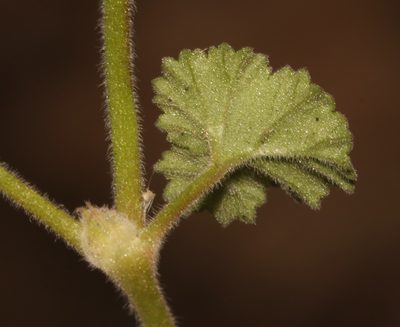 Pelargonium sessiliflorum, photographed by Brian du Preez