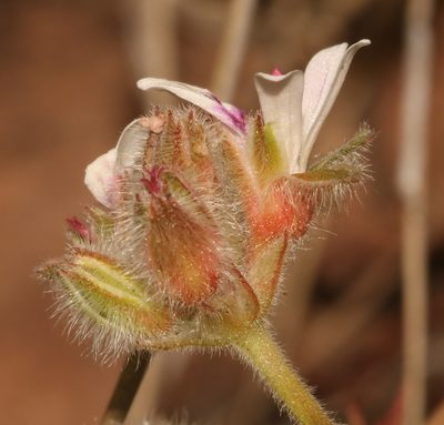 Pelargonium sessiliflorum, photographed by Brian du Preez