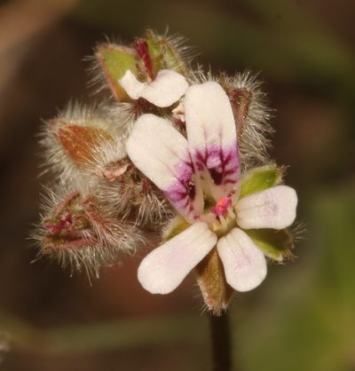 Pelargonium sessiliflorum, photographed by Brian du Preez