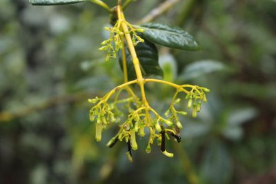 Palicourea paniculata, photographed by Andrés Ramírez-Barrera