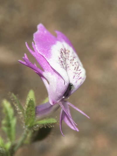Schizanthus lacteus, photographed by Matt Berger