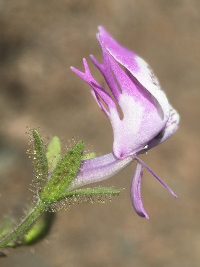 Schizanthus lacteus, photographed by Matt Berger