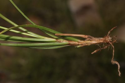 Carex capensis, photographed by Brian du Preez