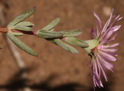Lampranthus pocockiae, photographed by Brian du Preez