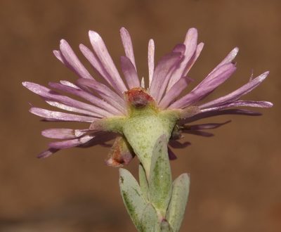 Lampranthus pocockiae, photographed by Brian du Preez