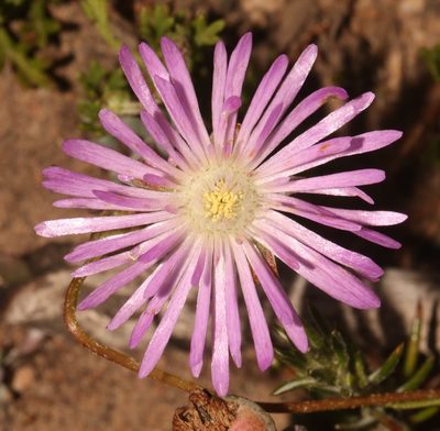 Lampranthus pocockiae, photographed by Brian du Preez