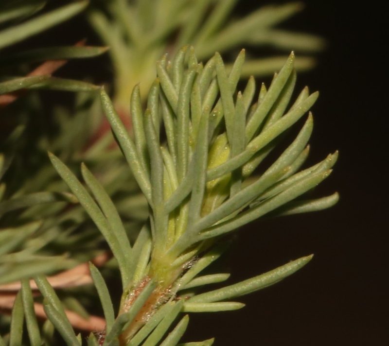 Cliffortia cervicornu, photographed by Brian du Preez