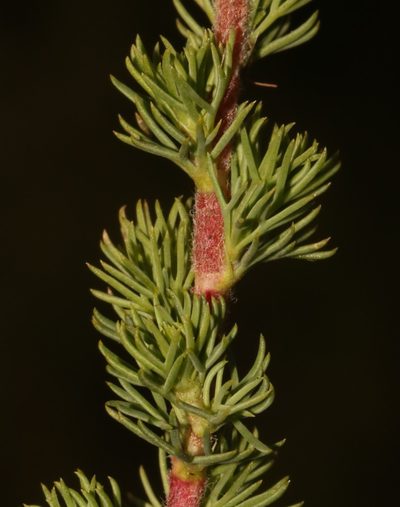 Cliffortia cervicornu, photographed by Brian du Preez