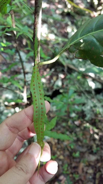 Microgramma heterophylla, photographed by Yolanda M. Leon
