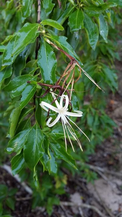 Exostema caribaeum, photographed by Yolanda M. Leon