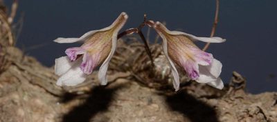Dendrobium turbinatum, photographed by S.MORE
