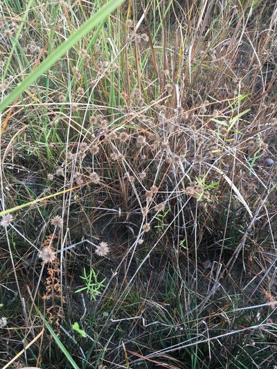 Juncus validus, photographed by Jessica