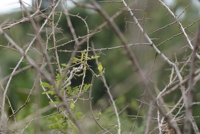 Ceropegia juncea, photographed by S.MORE