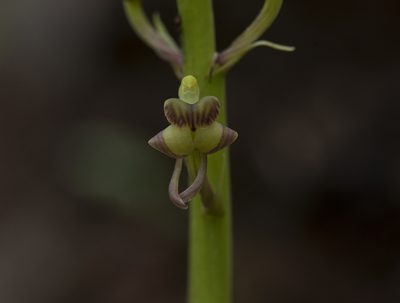 Liparis odorata, photographed by S.MORE