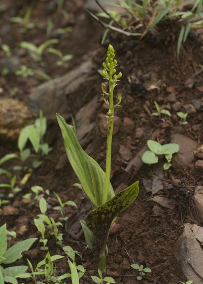 Liparis odorata, photographed by S.MORE