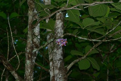 Papilionanthe teres, photographed by S.MORE