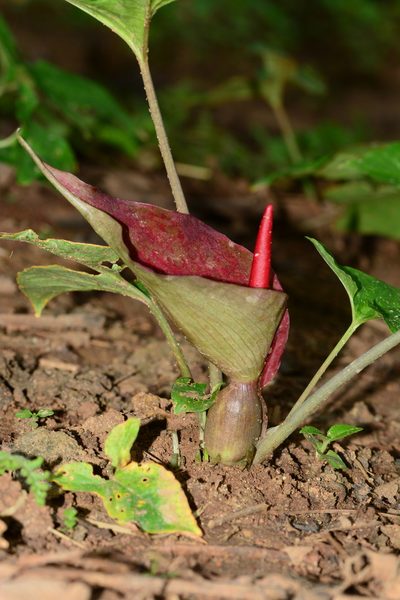 Typhonium trilobatum, photographed by S.MORE
