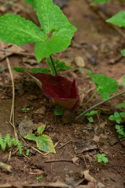 Typhonium trilobatum, photographed by S.MORE