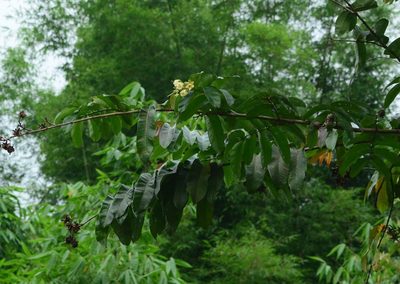 Duabanga grandiflora, photographed by S.MORE