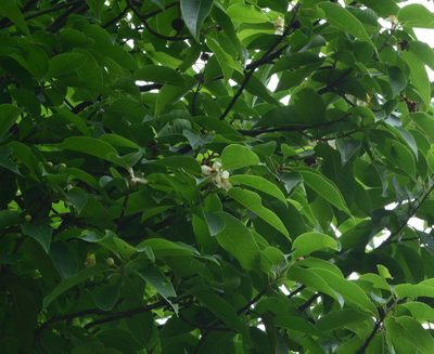 Schima wallichii, photographed by S.MORE