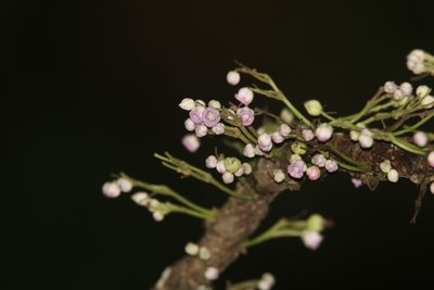 Saurauia napaulensis, photographed by S.MORE
