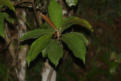 Saurauia napaulensis, photographed by S.MORE