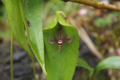 Pleurothallis lilijae, photographed by Andrés Ramírez-Barrera
